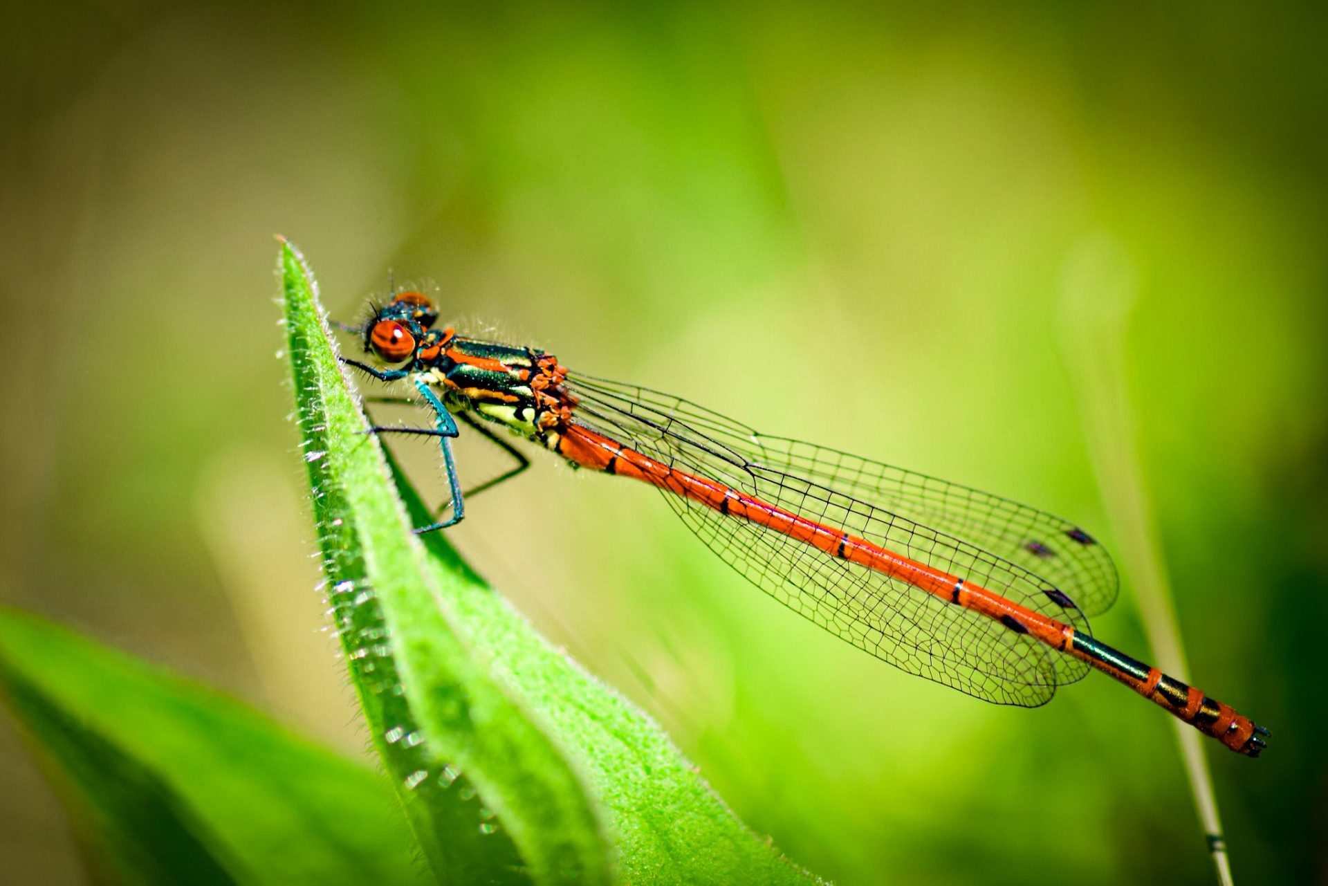 How will you do macro photography from a mobile phone (2020) Arpit